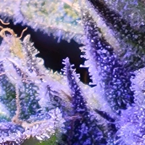 RoMelly growlog timeline photo