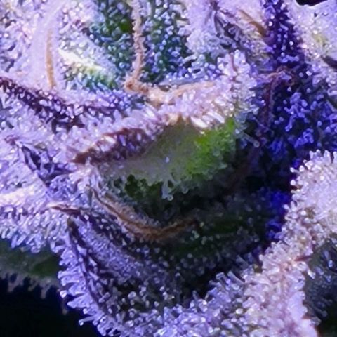 RoMelly growlog timeline photo