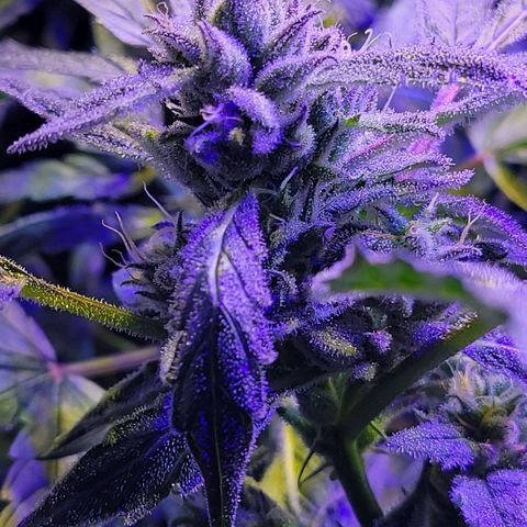 RoMelly growlog timeline photo