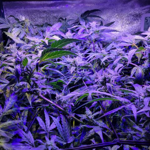 RoMelly growlog timeline photo