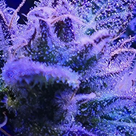 RoMelly growlog timeline photo