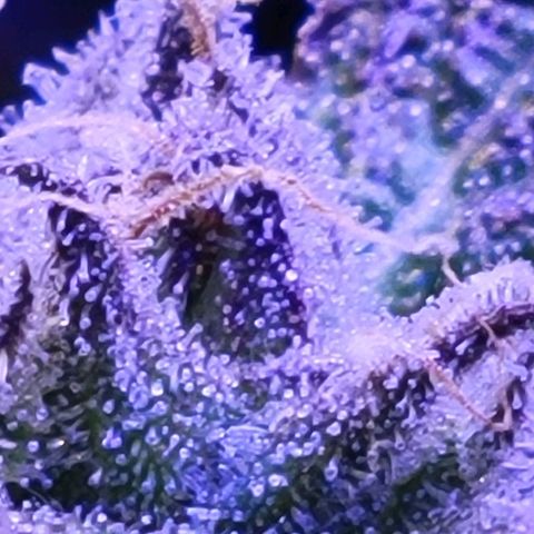 RoMelly growlog timeline photo