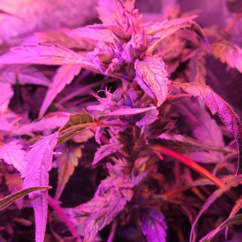 RoMelly growlog timeline photo