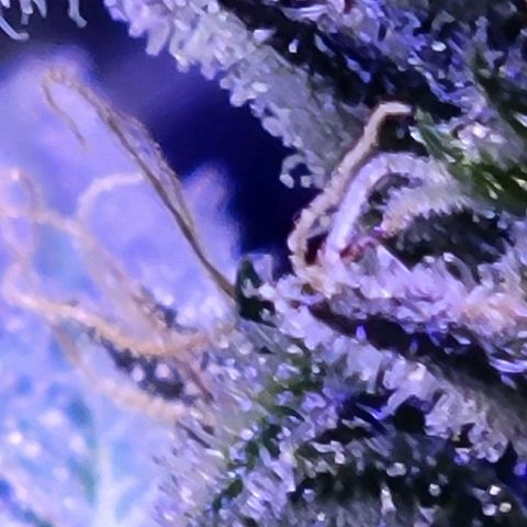 RoMelly growlog timeline photo