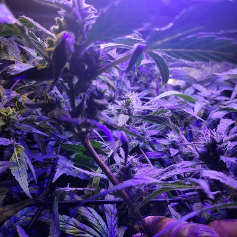 RoMelly growlog timeline photo