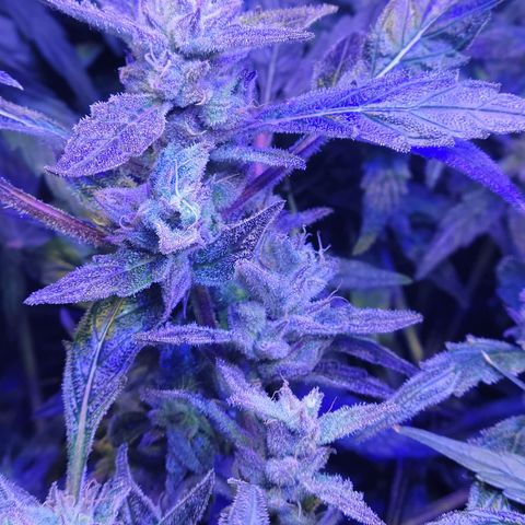 RoMelly growlog timeline photo