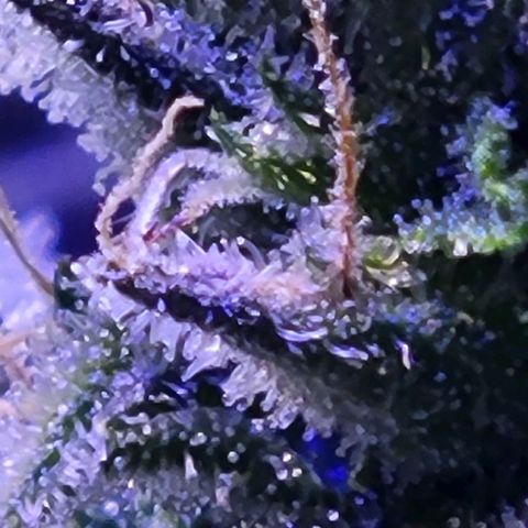 RoMelly growlog timeline photo
