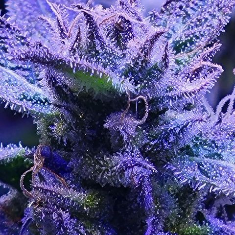 RoMelly growlog timeline photo