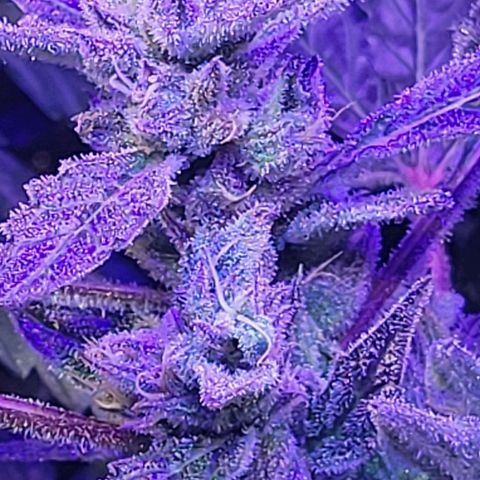 RoMelly growlog timeline photo