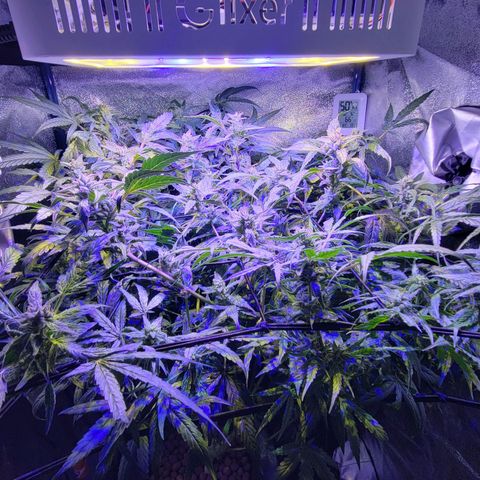 RoMelly growlog timeline photo