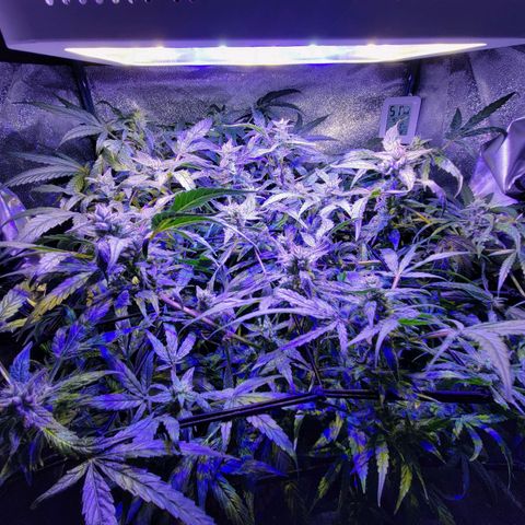 RoMelly growlog timeline photo