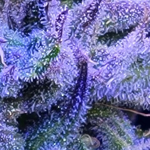 RoMelly growlog timeline photo
