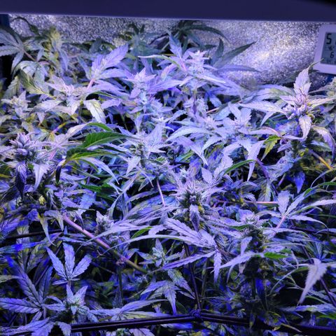 RoMelly growlog timeline photo
