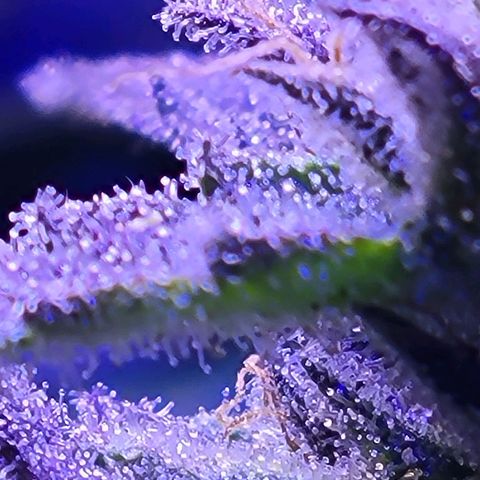 RoMelly growlog timeline photo