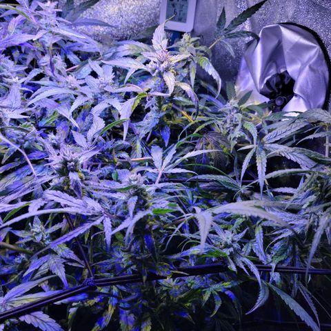 RoMelly growlog timeline photo
