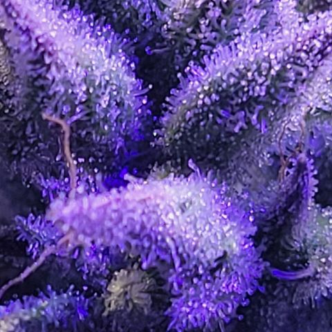 RoMelly growlog timeline photo