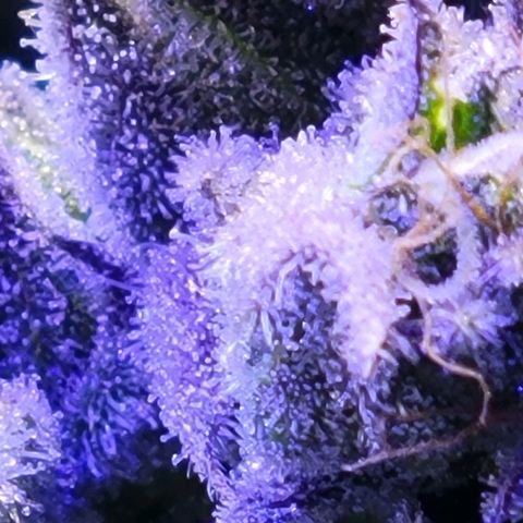 RoMelly growlog timeline photo