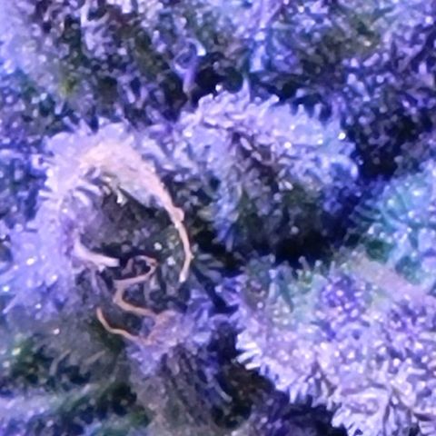 RoMelly growlog timeline photo
