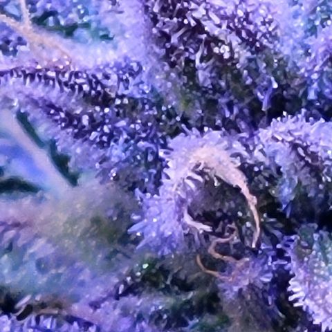 RoMelly growlog timeline photo