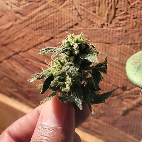 RoMelly growlog timeline photo