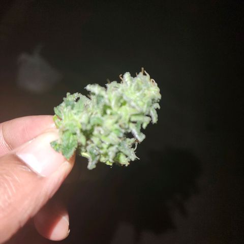 RoMelly growlog timeline photo