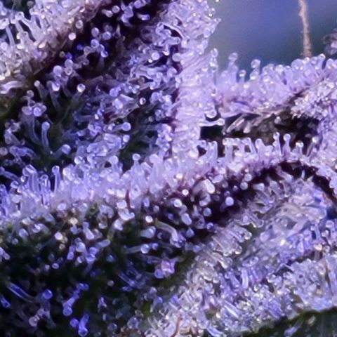 RoMelly growlog timeline photo
