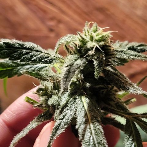 RoMelly growlog timeline photo