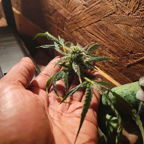 RoMelly growlog timeline photo