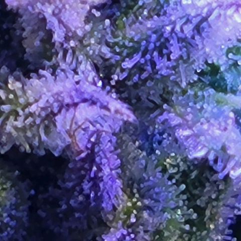 RoMelly growlog timeline photo