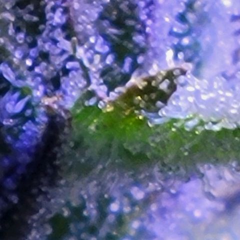 RoMelly growlog timeline photo