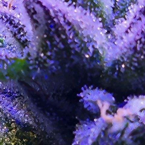 RoMelly growlog timeline photo