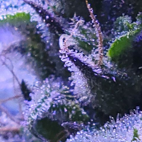 RoMelly growlog timeline photo