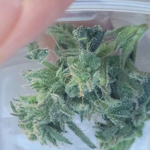 RoMelly growlog timeline photo