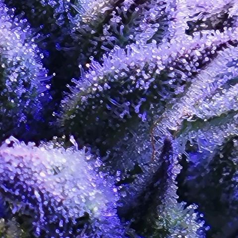 RoMelly growlog timeline photo