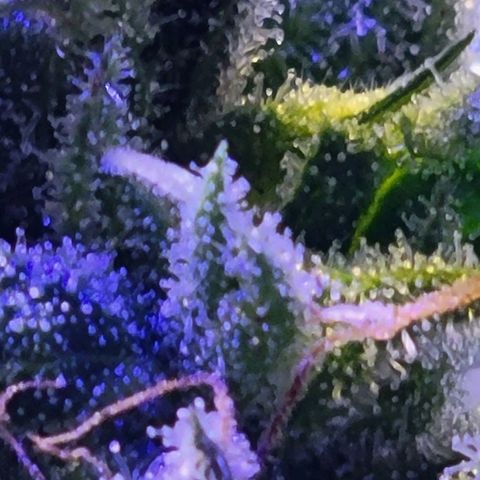 RoMelly growlog timeline photo