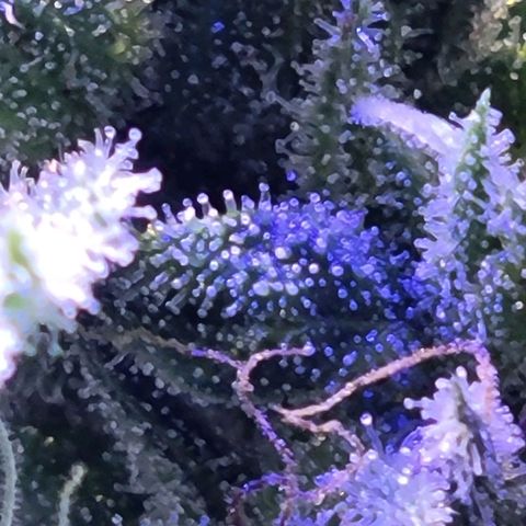RoMelly growlog timeline photo