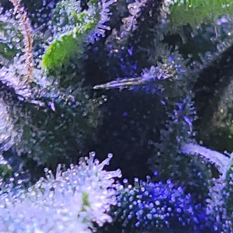 RoMelly growlog timeline photo