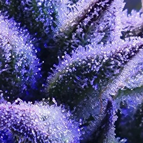 RoMelly growlog timeline photo