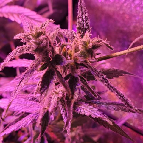 RoMelly growlog timeline photo