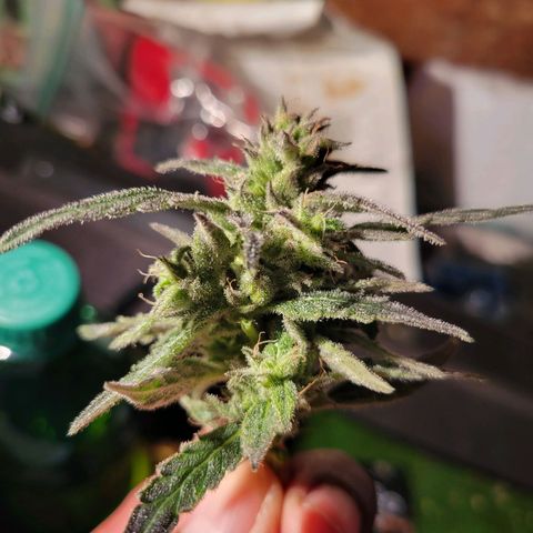 RoMelly growlog timeline photo