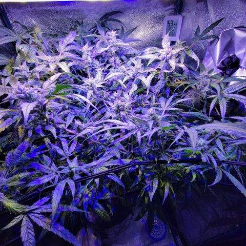 RoMelly growlog timeline photo