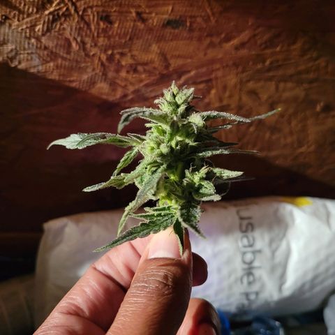 RoMelly growlog timeline photo