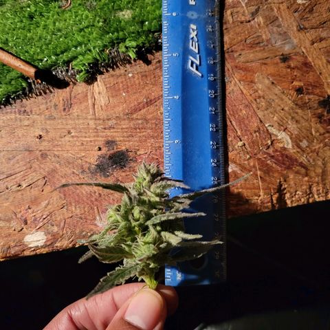 RoMelly growlog timeline photo
