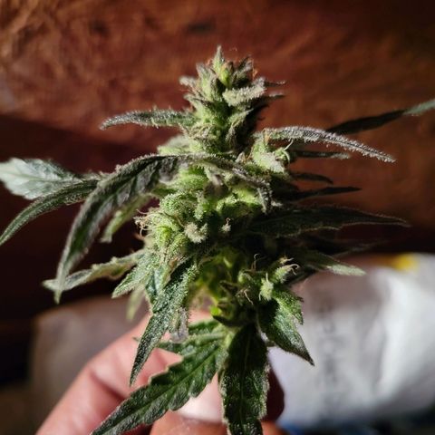 RoMelly growlog timeline photo
