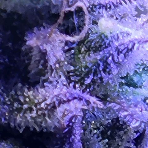 RoMelly growlog timeline photo