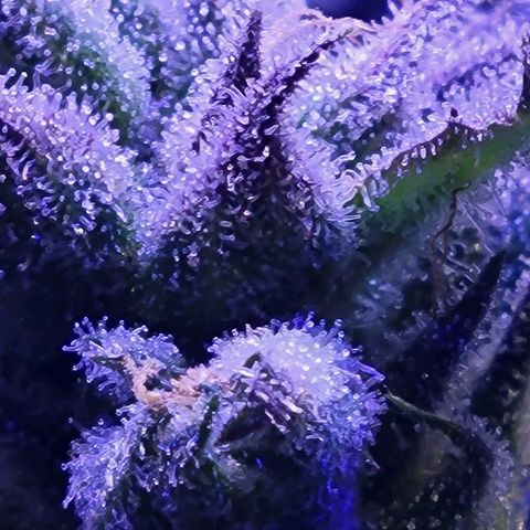 RoMelly growlog timeline photo