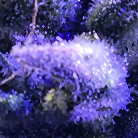 RoMelly growlog timeline photo