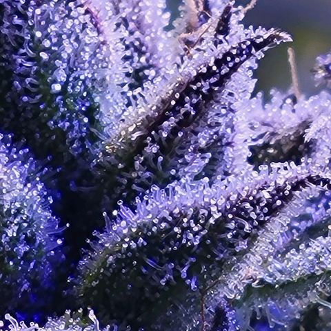 RoMelly growlog timeline photo