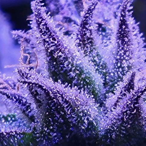 RoMelly growlog timeline photo