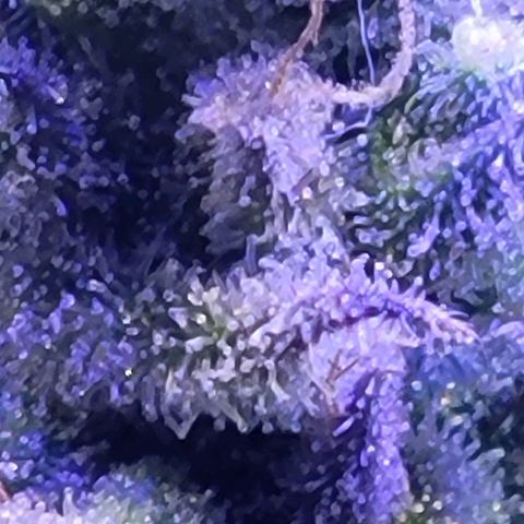 RoMelly growlog timeline photo